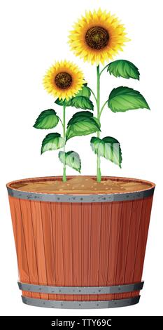 Isolated sunflower in pot illustration Stock Vector