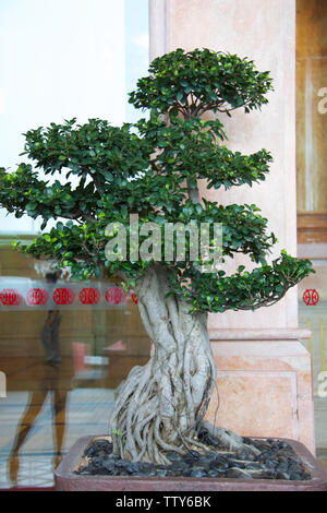 Close up of a bonsai tree Stock Photo