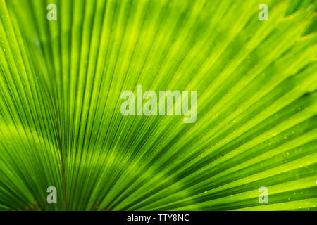 Close-up green leaf of palm tree texture background Stock Photo