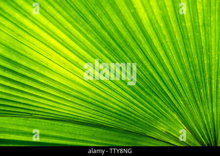 Close-up green leaf of palm tree texture background Stock Photo