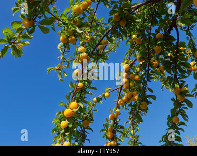 Apricot tree branches of the Genus Prunus laden down with ripe fruit ready for picking in a vibrant colour contrast with the deep blue sky. Portugal. Stock Photo