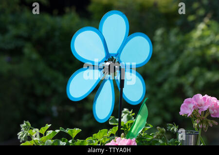Colorful Aeonium haworthii pinwheel Stock Photo