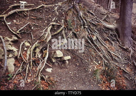 Roots of old tree in forest Stock Photo