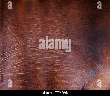 Brown cowhide texture Stock Photo