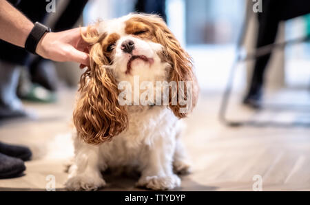 Cavalier King Charles spaniel having ears scratched Stock Photo