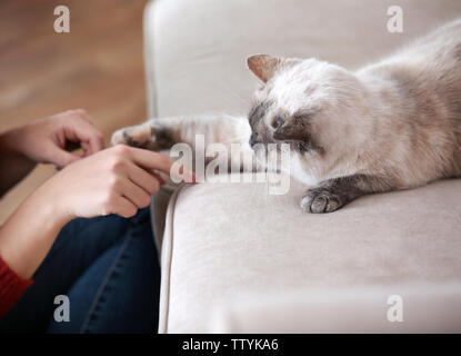 Cute cat playing with human hand while lying on sofa Stock Photo