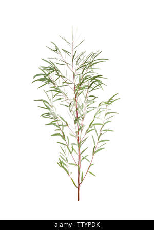Branch of eucalyptus nicholii on white background Stock Photo