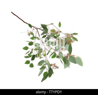 Branch of eucalyptus populus on white background Stock Photo