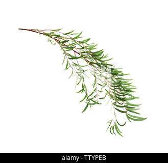 Branch of eucalyptus nicholii on white background Stock Photo