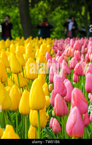 Close up picture of pink and yellow tulip flowers with blurred tourists in background. Tulips are popular tourist attraction in Holland and symbol of the country. Concept Netherlands. Parks, garden. Stock Photo