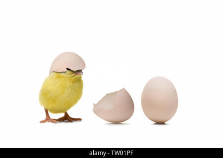 Close up of a newborn chicken with eggs Stock Photo