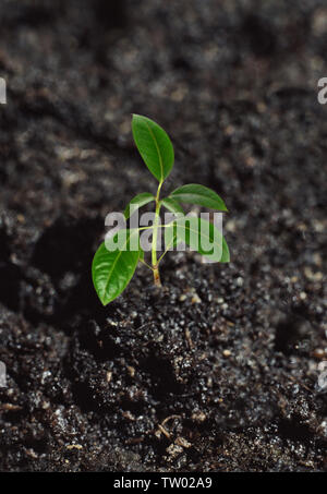 Close up of a seedling Stock Photo