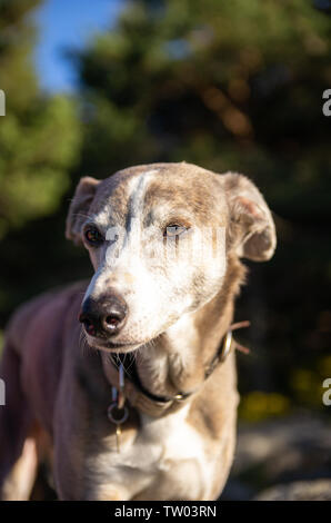 Portrait of a greyhound with forest and blues sky in background Stock Photo