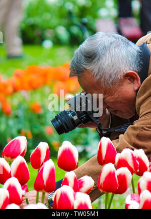 Keukenhof, Lisse, Netherlands - Apr 28th 2019: Older Asian tourist photographer taking macro photo of a tulip while holding a stem of the flower. Keukenhof gardens are popular spot in Holland. Stock Photo