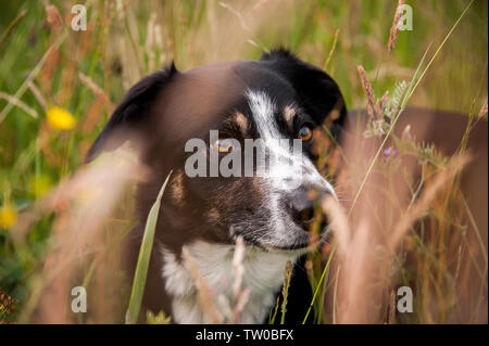 Tri-colour Border Collie hiding in grass Stock Photo