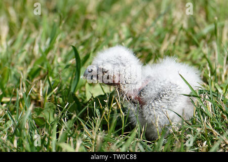 Owl chick Stock Photo