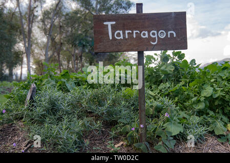 A garden full of Tarragon or Estragon (Artemisia dracunculus) and Rocket or Arugul (Eruca sativa) and a hand painted sign with Tarragon written on it Stock Photo