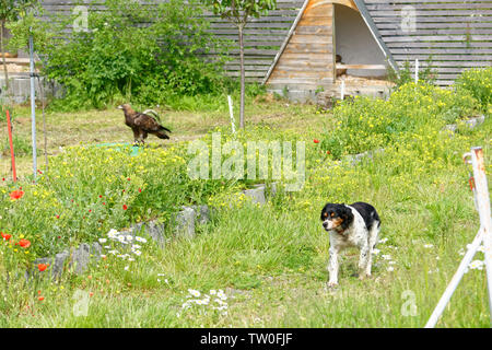 Falconry Harz,Güntersberge,Saxony Anhalt,Germany. Stock Photo