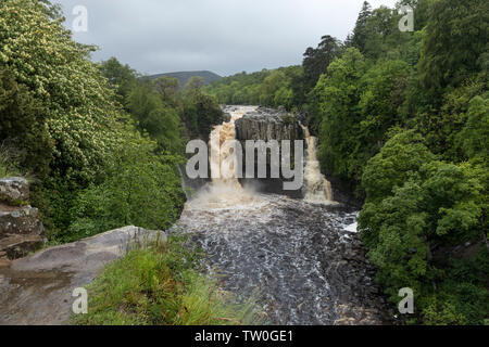 High Force in Spate, Upper Teesdale, County Durham UK Stock Photo