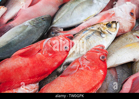 Colorful fresh fish assortment laying on a counter of a fish market in Kota Kinabalu, Malaysia Stock Photo