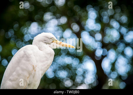 Close-up of adult bird white Egretta Garzetta on the tree. Little egret living on the trees of lake at the Daan Forest Park in Taipei city. Taiwan