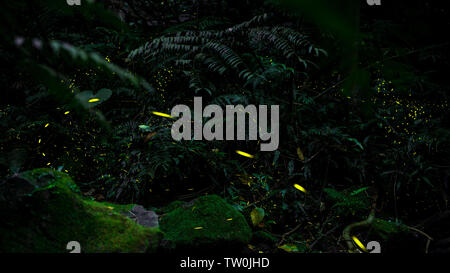 Yellow light of firefly insect flying in the night forest, background of Taiwan. Many fireflies are dancing around the trees on mountain Taipei. Stock Photo