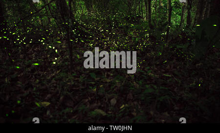 Yellow light of firefly insect flying in the night forest, background of Taiwan. Many fireflies are dancing around the trees on mountain Taipei. Stock Photo