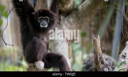 Lar Gibbon is resting on tree branches at forest. A wild Hylobates Lar hanging through rain forest trees. Nature wildlife in rainforest. White-hands Stock Photo