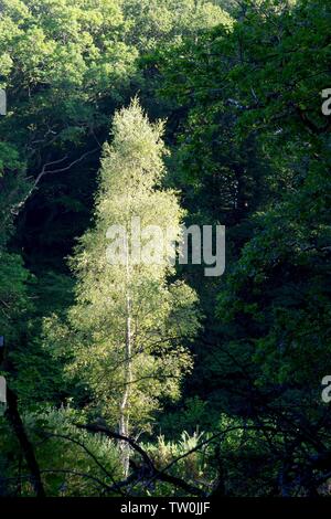 Backlit Glowing Elegant Silver Birch Tree (Betula pendula) Hembury Woods on a Late Summers Afternoon. Buckfastleigh, Dartmoor, Devon, UK. Stock Photo