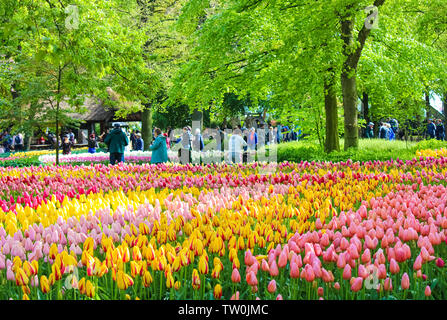Keukenhof, Lisse, Netherlands - Apr 28th 2019: Amazing bed of flowers with colorful tulips in famous Keukenhof gardens. In background tourists walking through the famous park. Spring season. Parks. Stock Photo