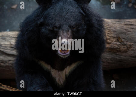 Closeup to the face of an adult Formosa Black Bear in the forest at a day hot summer. Ursus Thibetanus Formosanus Stock Photo