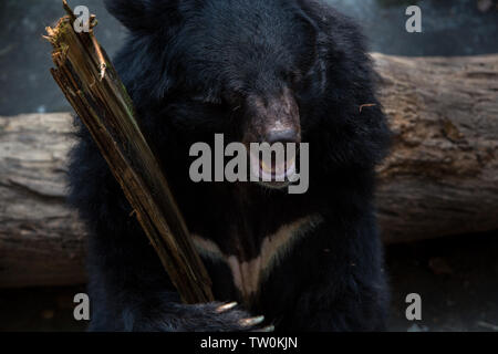 Closeup to the face of an adult Formosa Black Bear holding a wooden stick with the claws in the forest. Ursus Thibetanus Formosanus Stock Photo