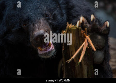 Closeup to the face of an adult Formosa Black Bear holding a wooden stick with the claws in the forest. Ursus Thibetanus Formosanus Stock Photo