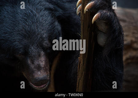 Closeup to the face of an adult Formosa Black Bear holding a wooden stick with the claws in the forest. Ursus Thibetanus Formosanus Stock Photo