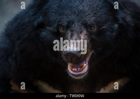 Closeup to the face of an adult Formosa Black Bear in the forest at a day hot summer. Ursus Thibetanus Formosanus Stock Photo