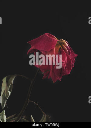 Dried rose on a dark background Stock Photo