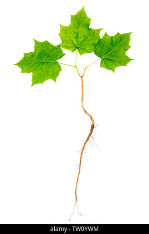 Young maple tree with roots isolated on white background. Stock Photo