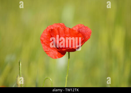 Poppy flower isolated on wheat field Stock Photo