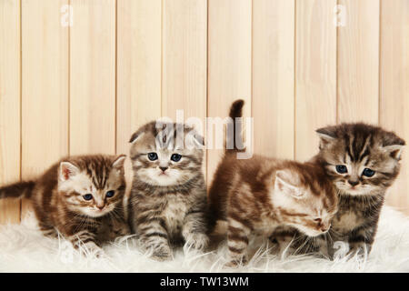 Cute kittens on wooden background Stock Photo