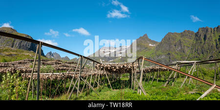 Drying fish in the traditional manner on open air racking, Lofoten Islands, Norway. Stock Photo
