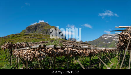Drying fish in the traditional manner on open air racking, Lofoten Islands, Norway. Stock Photo