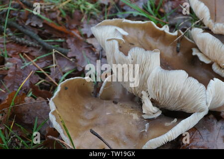 close up of the delicate white flesh of a wild mushroom underneath in the grass in the woods Stock Photo