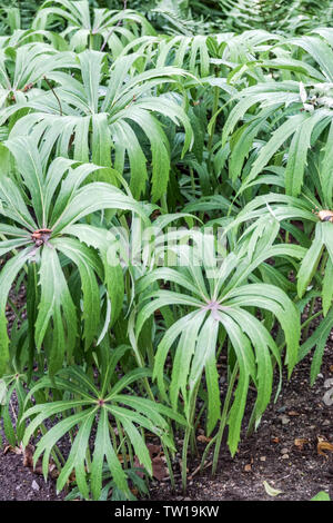 Syneilesis aconitifolia, Shredded Umbrella Plant Stock Photo