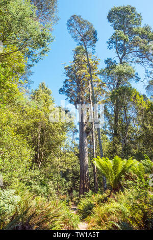 A large Eucalyptus obliqua tree, commonly known as the brown top stringybark or Tasmanian oak, in the Liffey Falls State Reserve in Tasmania. Stock Photo