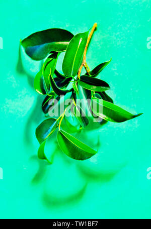 Beautiful twig of ficus  benjamina -weeping fid or ficus tree -on colored background , bright oval leaves with acuminate tips Stock Photo