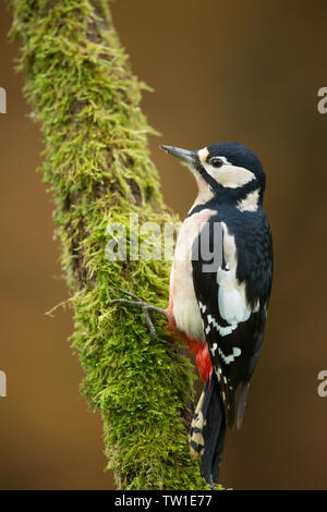 A great spotted woodpecker clings to a moss covered tree trunk in the blackdown hills of south Somerset, uk Stock Photo