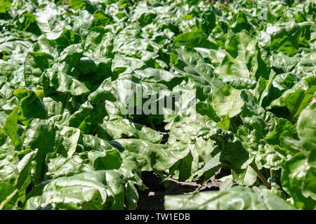 green beet tops on the agricultural field, sugar beets on the field. close-up. Stock Photo