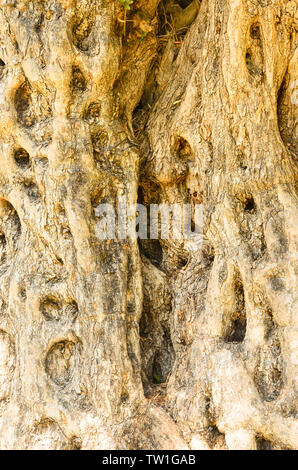 Detail of trunk bark of olive tree Stock Photo