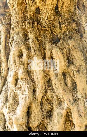 Detail of trunk bark of olive tree Stock Photo