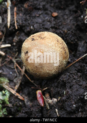 Elaphomyces granulatus, known as False Truffle or Deer Truffle, a subterrean fungus from Finland Stock Photo